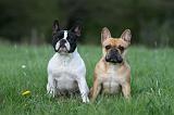 BOULEDOGUE FRANCAIS 1094